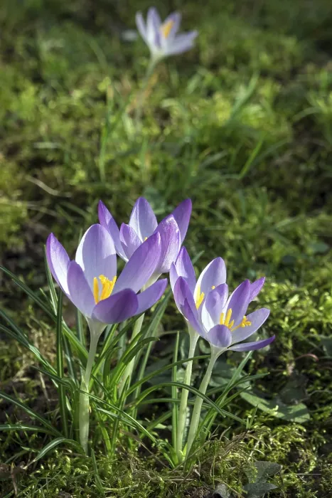 Gerahmter Druck : Krokus (Crocus), Blüten, violett. Gerahmter Druck : Krokus (Crocus), Blüten, violett.