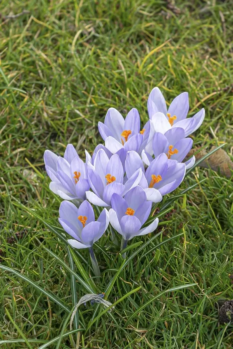 Gerahmter Druck : Crocus (Crocus Hybr.) Gerahmter Druck : Crocus (Crocus Hybr.)