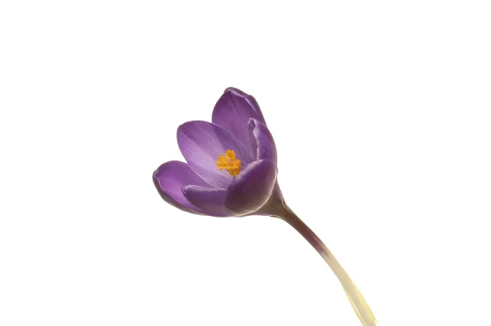 Gerahmter Druck : Krokus (Crocus), violett. Gerahmter Druck : Krokus (Crocus), violett.