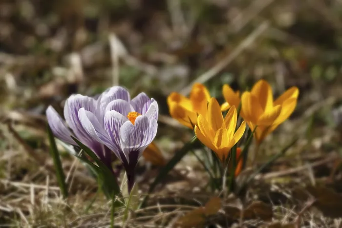 Gerahmter Druck : Crocus (Crocus sativus)