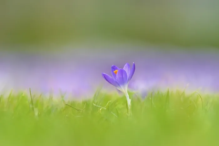 Gerahmter Druck : Krokus (Crocus sp.), einzelner violetter in einem Wiesengrund. Gerahmter Druck : Krokus (Crocus sp.), einzelner violetter in einem Wiesengrund.