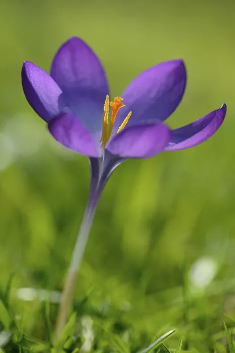 Gerahmter Druck : Krokus (Crocus sp.), violetter Blüte. Gerahmter Druck : Krokus (Crocus sp.), violetter Blüte.