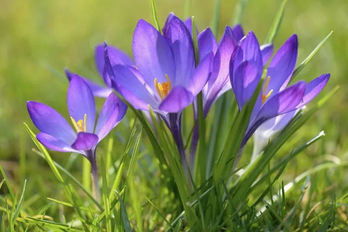 Gerahmter Druck : Krokus (Crocus sp.), violetter Blüte. Gerahmter Druck : Krokus (Crocus sp.), violetter Blüte.