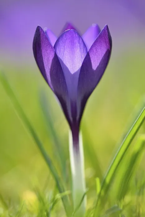 Gerahmter Druck : Crocus (Crocus sp.), violetter Blüte.