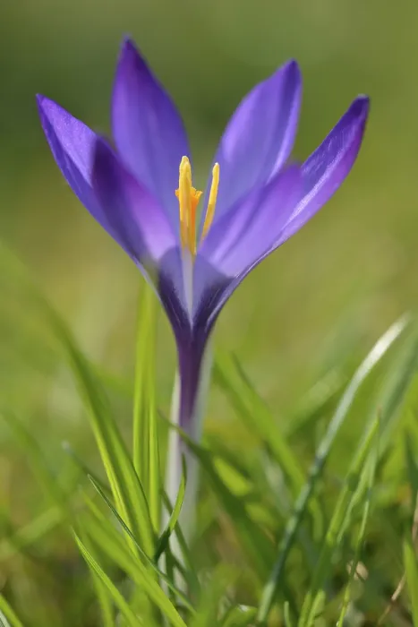 Gerahmter Druck : Krokus (Crocus sp.), violetter Blüte Gerahmter Druck : Krokus (Crocus sp.), violetter Blüte