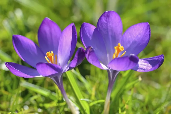 Gerahmter Druck : Krokus (Crocus sp.), violetter Blüte. Gerahmter Druck : Krokus (Crocus sp.), violetter Blüte.
