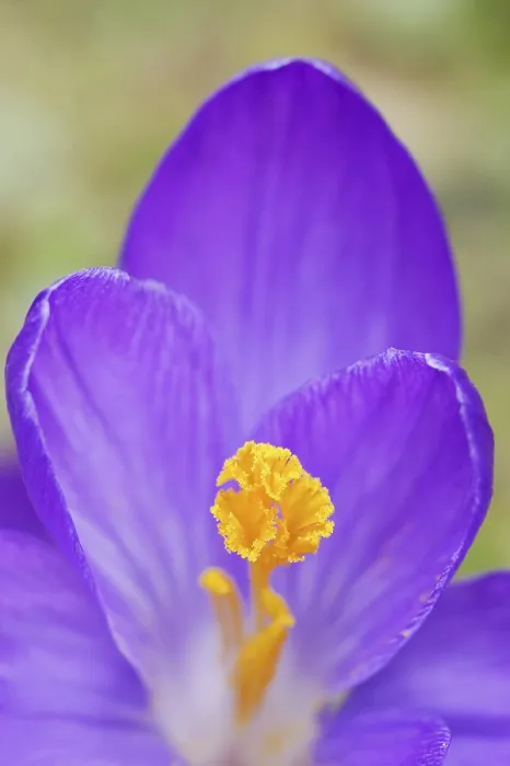 Gerahmter Druck : Krokus (Crocus spec.), Blütenansicht. Gerahmter Druck : Krokus (Crocus spec.), Blütenansicht.