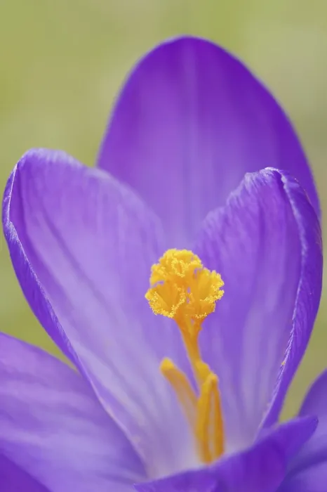 Gerahmter Druck : Krokus (Crocus spec.), Blütenansicht. Gerahmter Druck : Krokus (Crocus spec.), Blütenansicht.