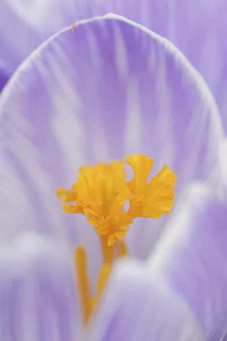Gerahmter Druck : Krokus (Crocus spec.), Blütenansicht. Gerahmter Druck : Krokus (Crocus spec.), Blütenansicht.