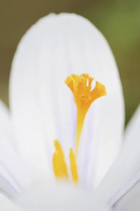 Gerahmter Druck : Blütenansicht von Crocus (Crocus spec.) in Nordrhein-Westfalen, Deutschland Gerahmter Druck : Blütenansicht von Crocus (Crocus spec.) in Nordrhein-Westfalen, Deutschland