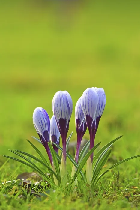 Gerahmter Druck : Krokus (Crocus) im Frühling in einem Wiesenfeld. Gerahmter Druck : Krokus (Crocus) im Frühling in einem Wiesenfeld.