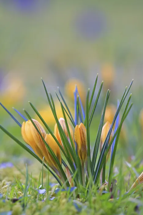 Gerahmter Druck : Crocus (Crocus) im Frühling in einem Wiesen. Gerahmter Druck : Crocus (Crocus) im Frühling in einem Wiesen.