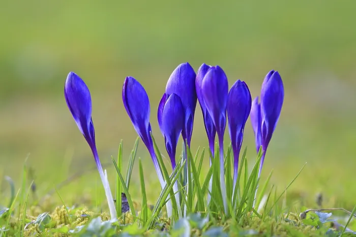 Gerahmter Druck : Krokus (Crocus) im Frühling in einem Wiesenfeld. Gerahmter Druck : Krokus (Crocus) im Frühling in einem Wiesenfeld.