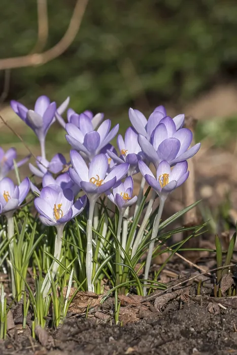 Gerahmter Druck : Crocus (Crocus tommasinianus) Gerahmter Druck : Crocus (Crocus tommasinianus)