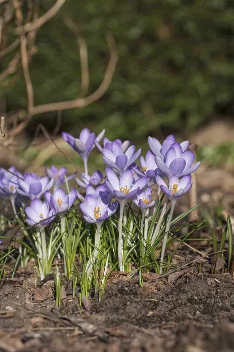 Gerahmter Druck : Crocus (Crocus tommasinianus) Gerahmter Druck : Crocus (Crocus tommasinianus)