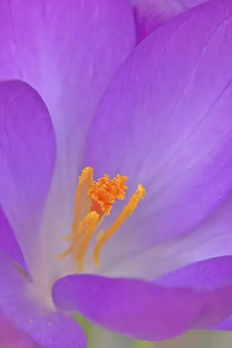 Gerahmter Druck : Krokus / (Crocus vernus) Gerahmter Druck : Krokus / (Crocus vernus)