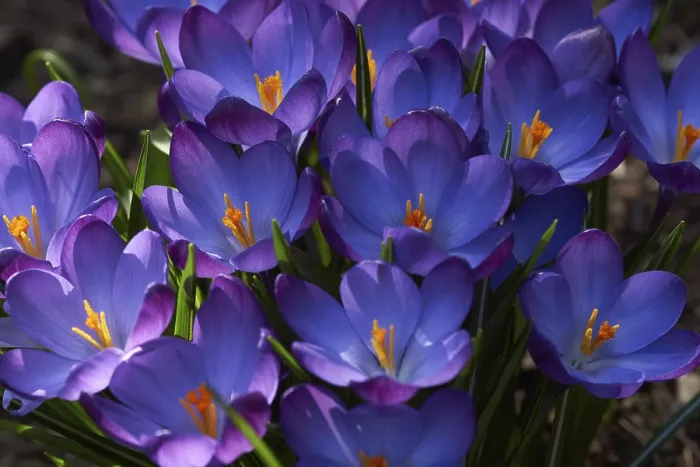 Gerahmter Druck : Krokus, Krokus vernus Gerahmter Druck : Krokus, Krokus vernus