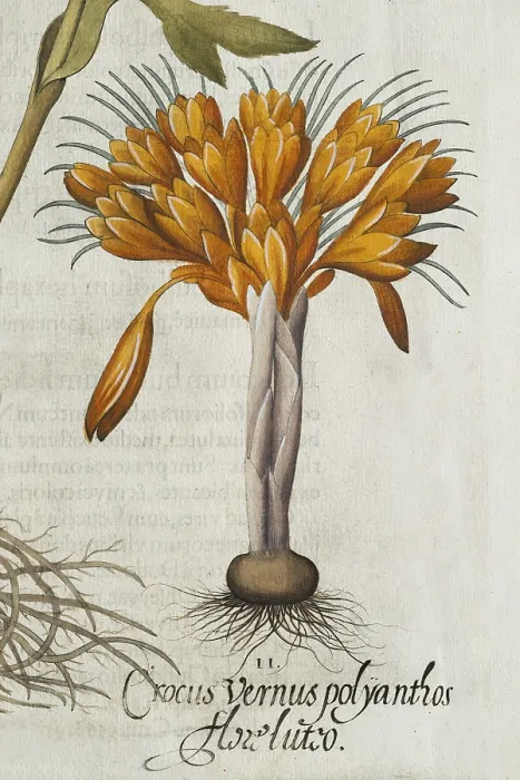 Gerahmter Druck : Crocus (Crocus vernus polyanthus) Gerahmter Druck : Crocus (Crocus vernus polyanthus)