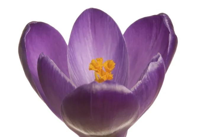 Gerahmter Druck : Krokus (Crocus), violett. Gerahmter Druck : Krokus (Crocus), violett.