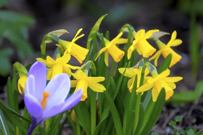 Gerahmter Druck : Krokus mit Narzissen im Garten. Gerahmter Druck : Krokus mit Narzissen im Garten.
