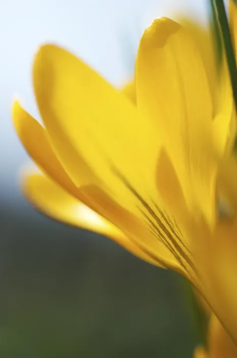 Gerahmter Druck : Crocus flavus Gerahmter Druck : Crocus flavus