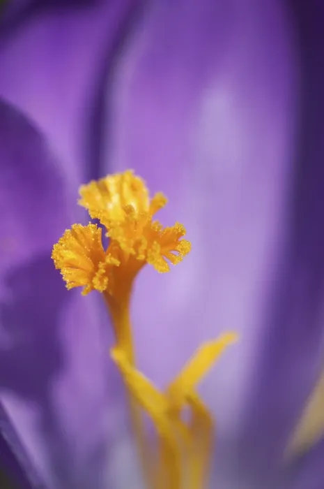 Gerahmter Druck : Krokus Iridaceae Gerahmter Druck : Krokus Iridaceae