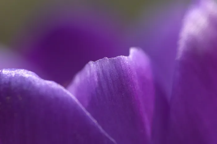 Gerahmter Druck : Der Knollen-Mohn (Crocus Iridaceae) Gerahmter Druck : Der Knollen-Mohn (Crocus Iridaceae)