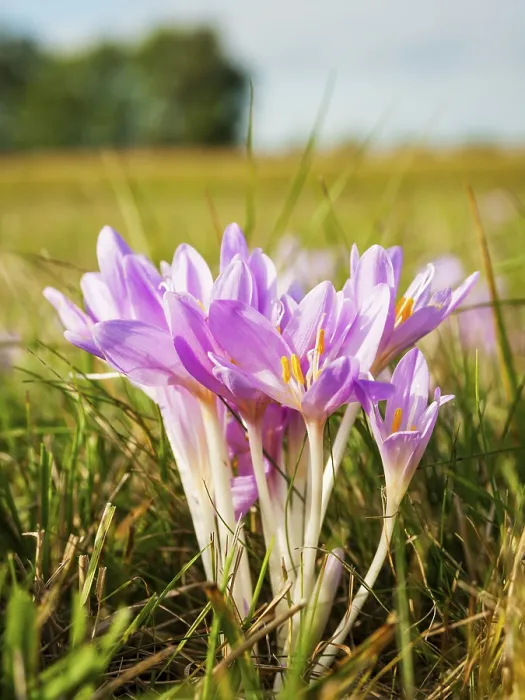 Gerahmter Druck : Krokus in einem Wiesengrund Gerahmter Druck : Krokus in einem Wiesengrund