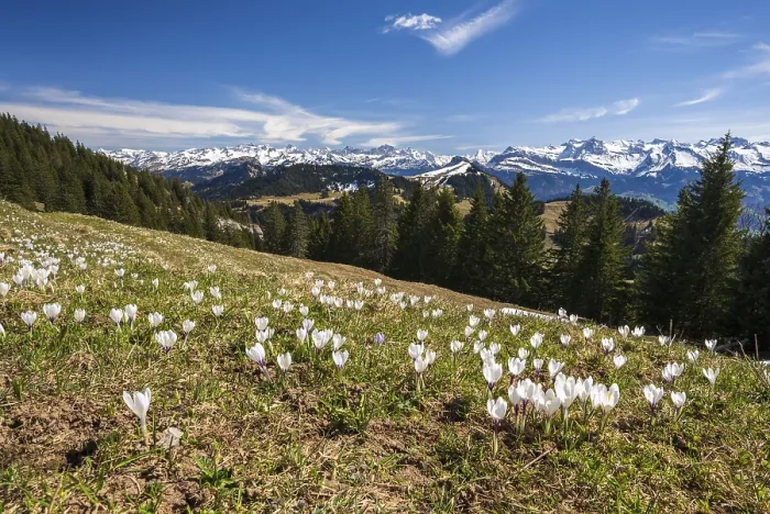 Gerahmter Druck : Krokuswiese in Blüte auf der Rigi. Gerahmter Druck : Krokuswiese in Blüte auf der Rigi.