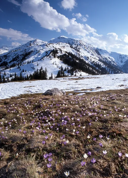 Gerahmter Druck : Krokuswiese vor den Mts. Gilfert Gerahmter Druck : Krokuswiese vor den Mts. Gilfert