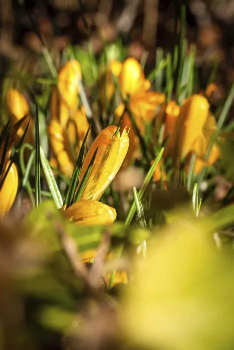 Gerahmter Druck : Krokus im Sonnenlicht, Schwarzwald. Gerahmter Druck : Krokus im Sonnenlicht, Schwarzwald.