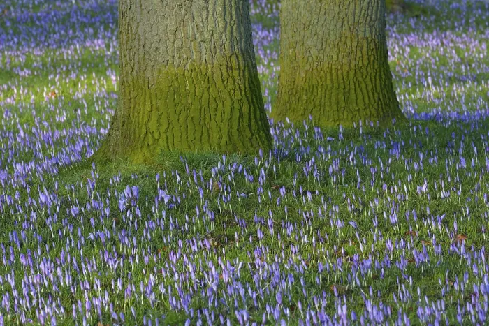 Gerahmter Druck : Frühling in Husum Schlosspark, Schleswig Holstein, Deutschland Gerahmter Druck : Frühling in Husum Schlosspark, Schleswig Holstein, Deutschland