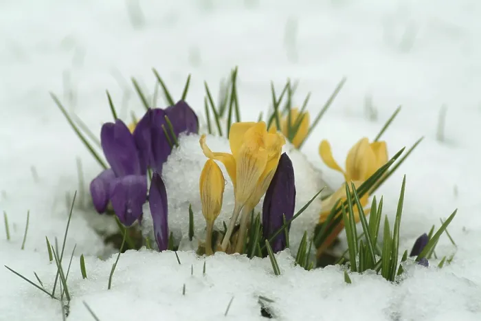 Gerahmter Druck : Crocuses Gerahmter Druck : Crocuses