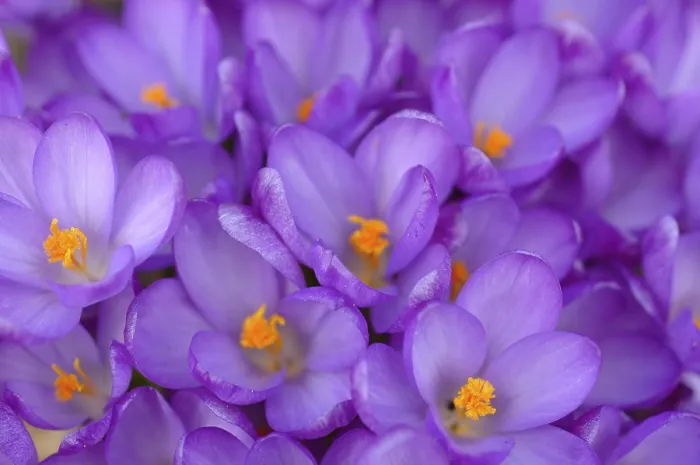 Gerahmter Druck : Crocuses Gerahmter Druck : Crocuses