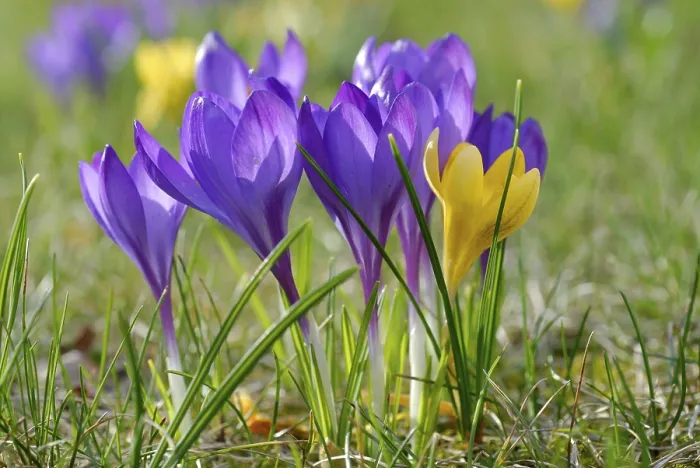 Gerahmter Druck : Crocuses Gerahmter Druck : Crocuses