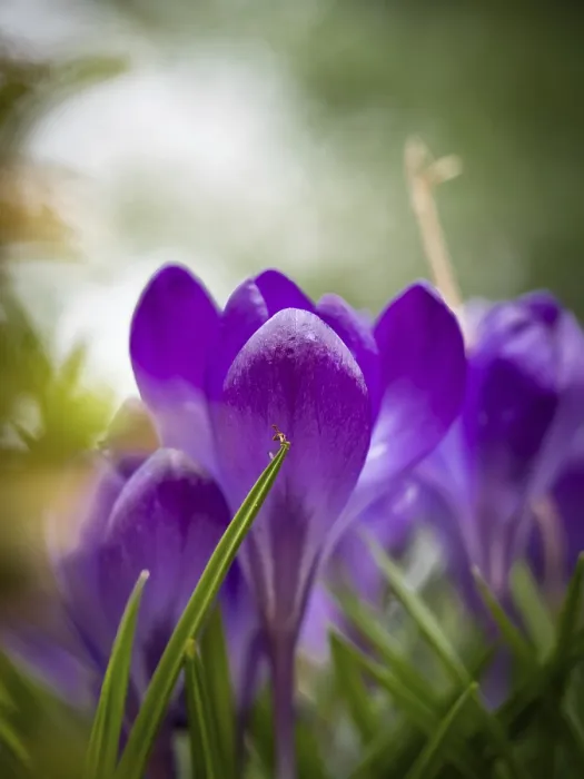 Gerahmter Druck : Crocuses Gerahmter Druck : Crocuses