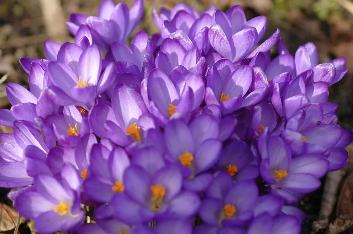 Gerahmter Druck : Crocuses