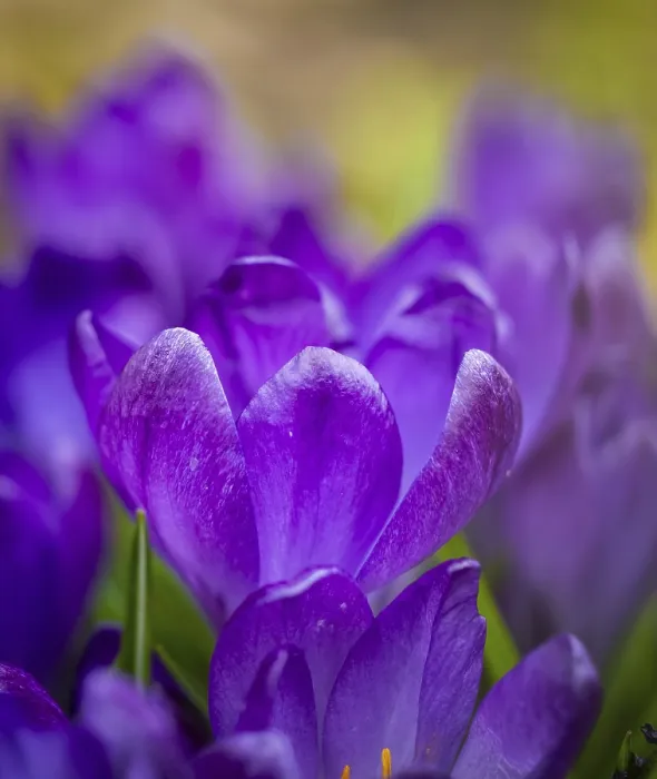 Gerahmter Druck : Crocuses Gerahmter Druck : Crocuses