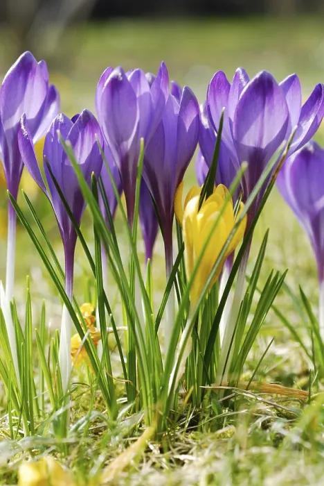 Gerahmter Druck : Crocuses Gerahmter Druck : Crocuses