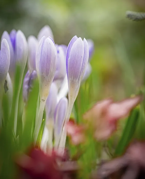 Gerahmter Druck : Crocuses Gerahmter Druck : Crocuses