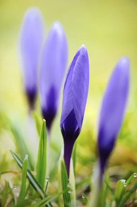 Gerahmter Druck : Krokusse (Crocus) Gerahmter Druck : Krokusse (Crocus)