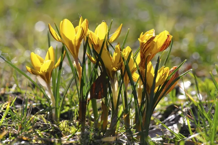 Gerahmter Druck : Krokusse (Crocus) Gerahmter Druck : Krokusse (Crocus)