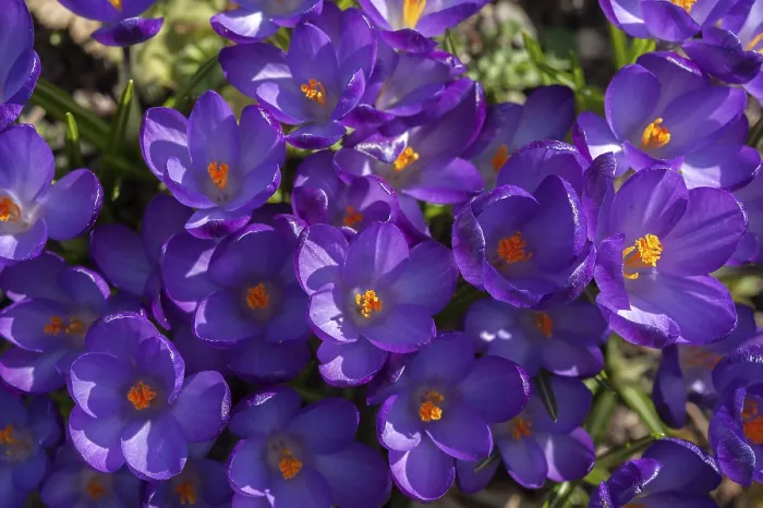 Gerahmter Druck : Krokusse (Crocus), Bayern, Deutschland Gerahmter Druck : Krokusse (Crocus), Bayern, Deutschland