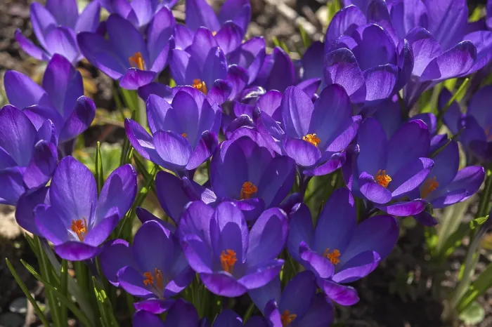 Gerahmter Druck : Krokusse (Crocus), Bayern, Deutschland