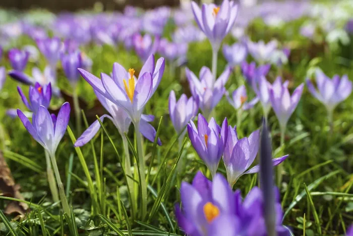Gerahmter Druck : Krokusse (Crocus) in Blüte. Gerahmter Druck : Krokusse (Crocus) in Blüte.