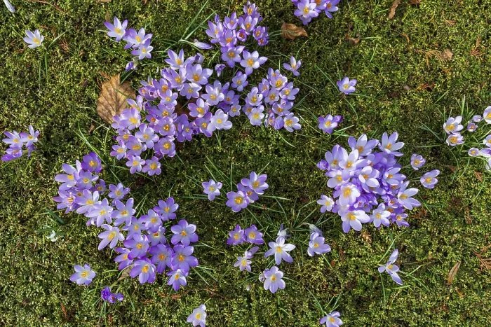 Gerahmter Druck : Krokusse (Crocus) in Blüte. Gerahmter Druck : Krokusse (Crocus) in Blüte.
