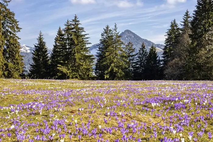 Gerahmter Druck : Krokusse (Crocus) blühen, Krokusse. Gerahmter Druck : Krokusse (Crocus) blühen, Krokusse.