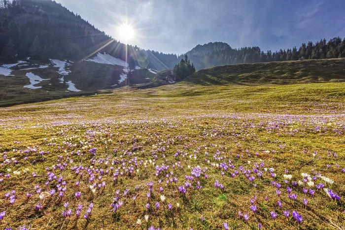 Gerahmter Druck : Krokusen (Crocus) blühen, Krokusen. Gerahmter Druck : Krokusen (Crocus) blühen, Krokusen.