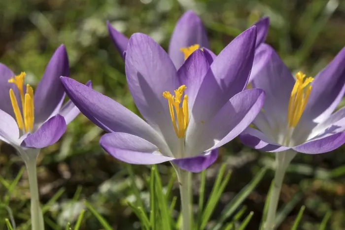 Gerahmter Druck : Krokusse (Crocus), Krokusse, violett. Gerahmter Druck : Krokusse (Crocus), Krokusse, violett.
