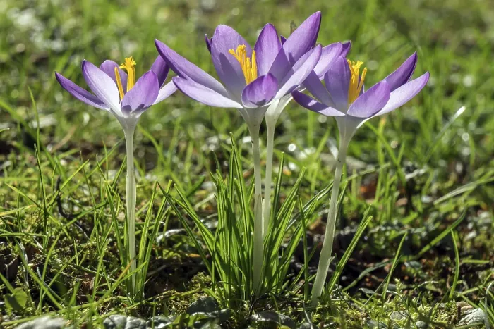 Gerahmter Druck : Krokusse (Crocus), Krokusse, violett. Gerahmter Druck : Krokusse (Crocus), Krokusse, violett.